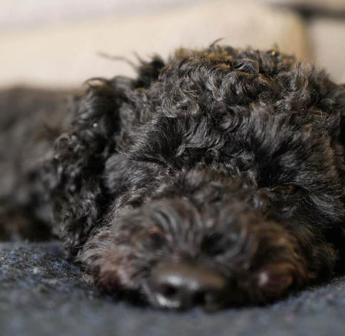 Foto von einem schlafenden schwarzen Hund